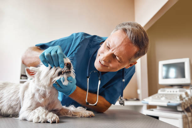 Best Emergency Dentist for Special Needs Patients in Green Knoll, NJ